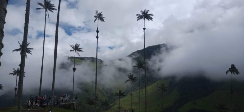 Visit the Cocora Valley and the Magic of Coffee in Salento - Key Points