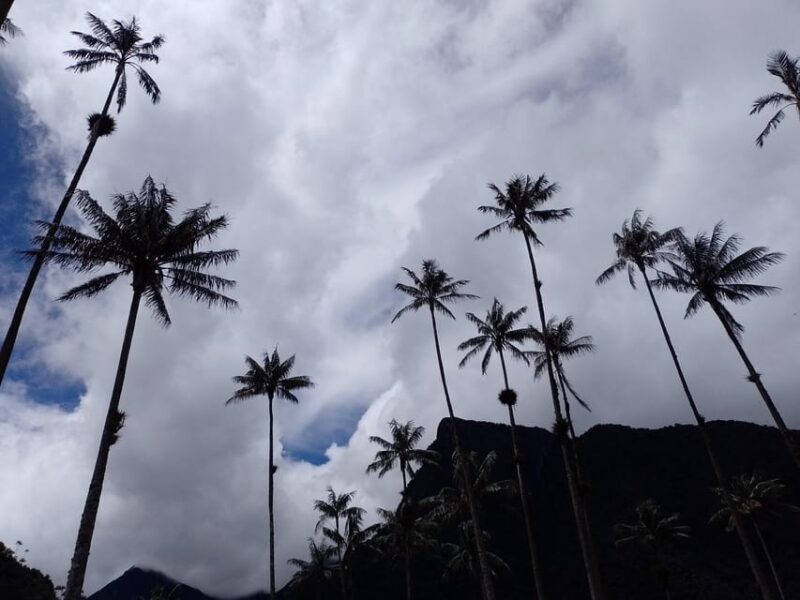 Visit the Cocora Valley and the Magic of Coffee in Salento - Itinerary and Activities