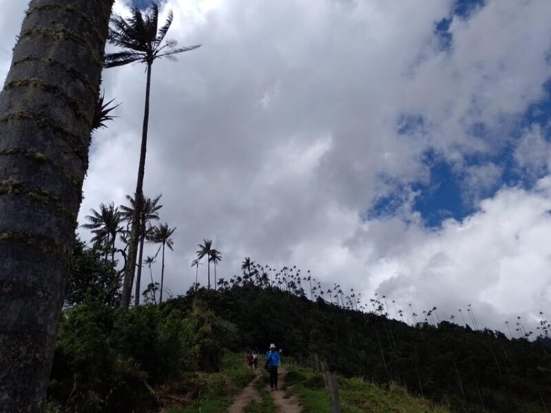 Visit the Cocora Valley and the Magic of Coffee in Salento - Important Information for Participants