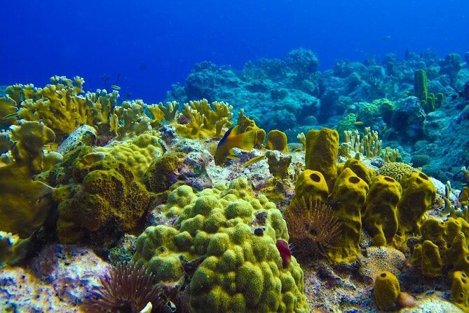 Visit the Cousteau Reserve By Boat Without a License - About the Tour Operator