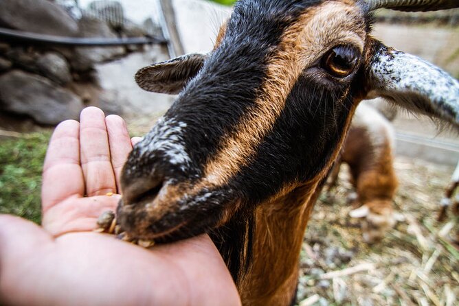 Visit the Ethnographic Park of La Gomera - What to Expect