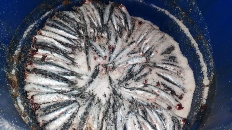 Visit the Factory of the Best Anchovies, Santoña, Personalized in Spanish - Pricing and Booking
