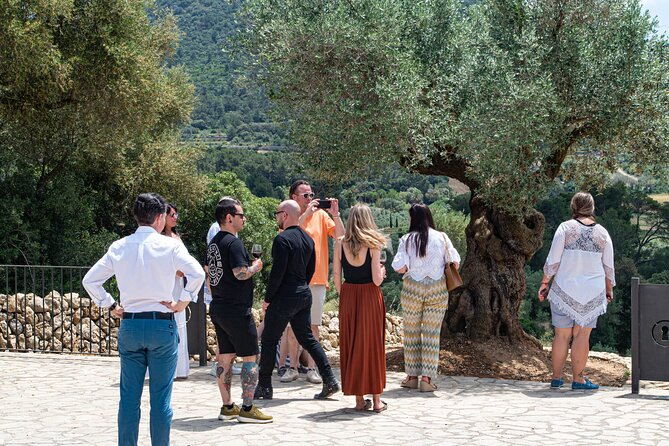 Visit the Finca and Olive Grove, Extra Virgin Olive Oil Tasting and Snack - Visitor Feedback