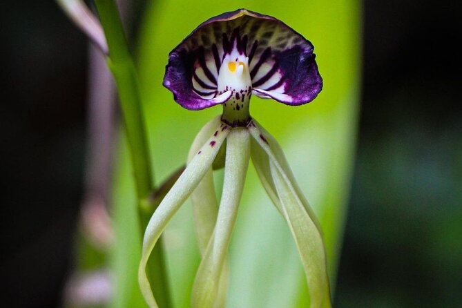 Visit The Greatest Orchid Sanctuary: Orquigonia - Half Day Tour - Orchid Varieties and Habitats