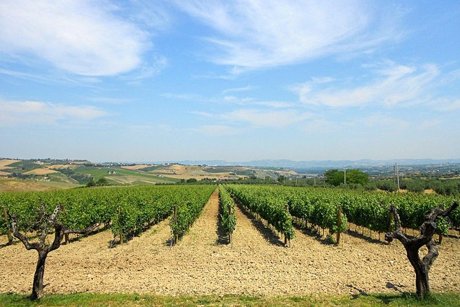 Visit the Marchesi De Cordano Winery and Taste Its Wines - Accessibility and Participation Details