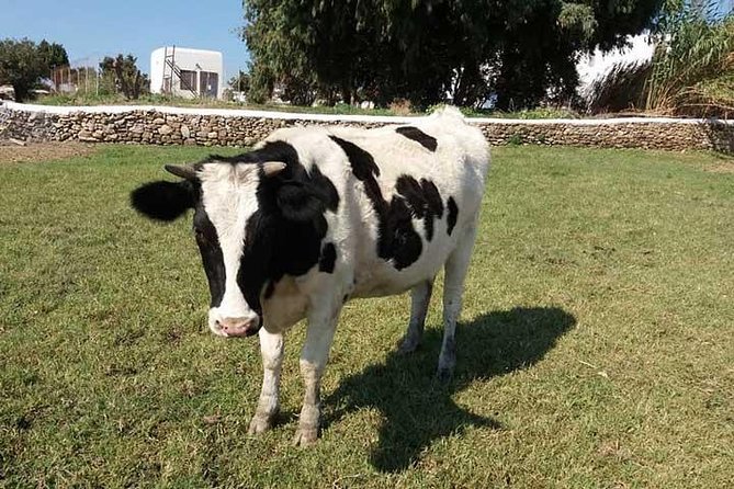 Visit the Mykonian Farm in Mykonos - Meeting and Pickup Arrangements