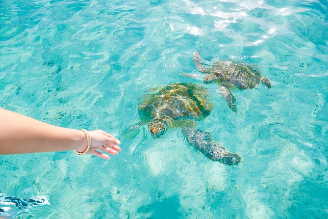 Visit the Ocean Swings! Full Day Harbour Island Private Boat Tour - Booking and Availability