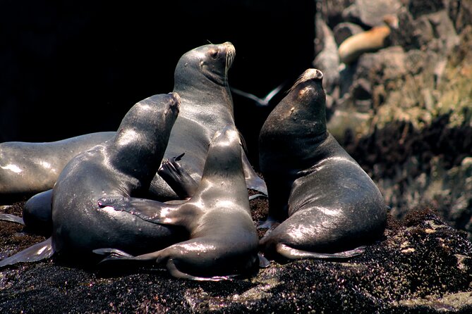 Visit the Sea Lions in Palomino Islands, in Lima Peru - Whats Included