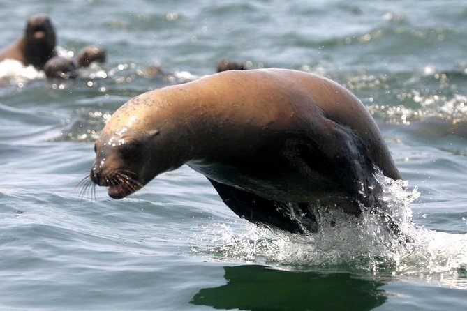 Visit the Sea Lions in Palomino Islands, in Lima Peru - Customer Reviews