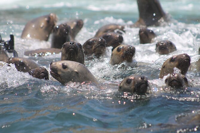 Visit the Sea Lions in Palomino Islands, in Lima Peru - Departure and Meeting Point