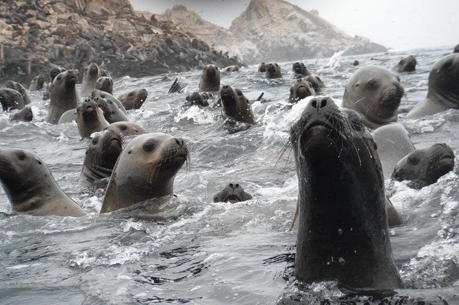 Visit the Sea Lions in Palomino Islands, in Lima Peru - Wildlife Encounters