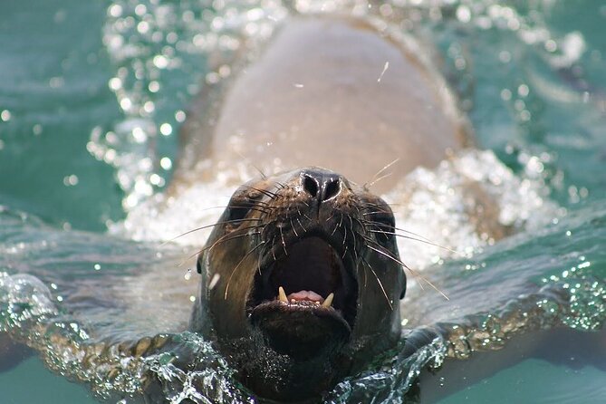 Visit the Sea Lions in Palomino Islands, in Lima Peru - Duration and Group Size