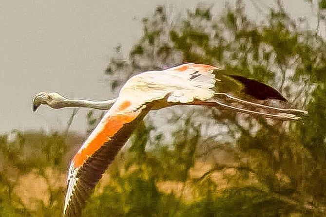 Visit the Souss Massa National Park Including Lunch From Agadir - Transportation and Amenities