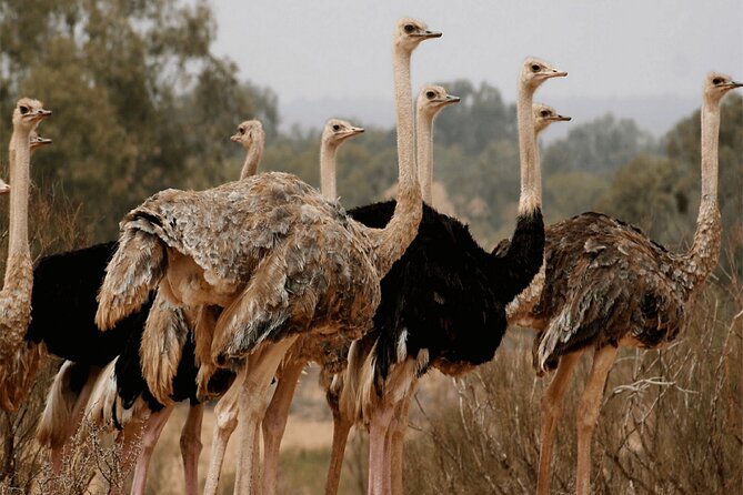 Visit the Souss Massa National Park Including Lunch From Agadir - Customer Experience