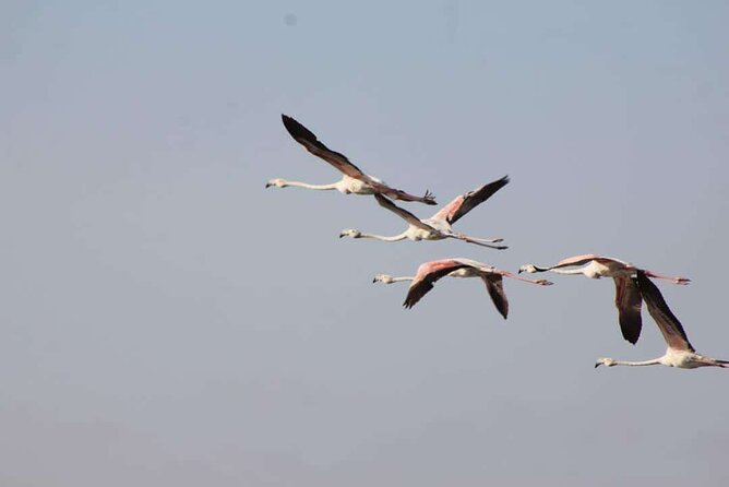 Visit the Souss Massa National Park Including Lunch From Agadir - Booking Information