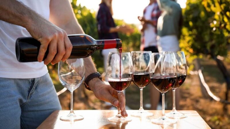 Visit the Vineyards and Discover Bandol Wines - Key Points