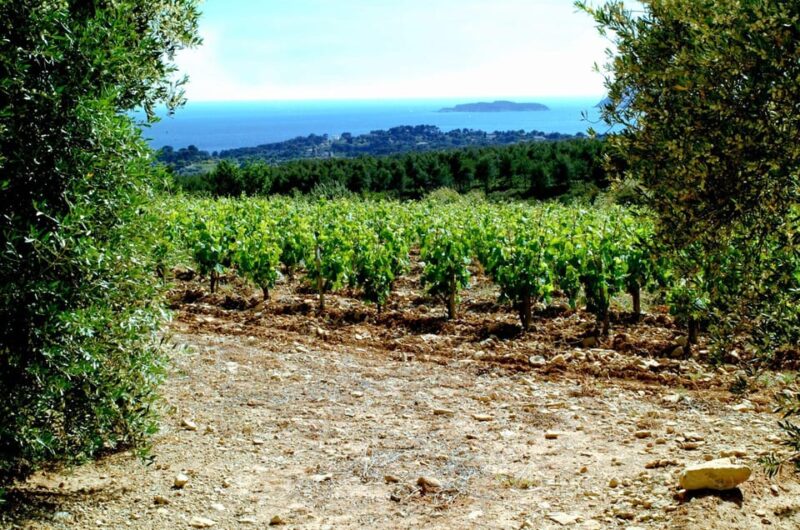 Visit the Vineyards and Discover Bandol Wines - Itinerary and Transportation