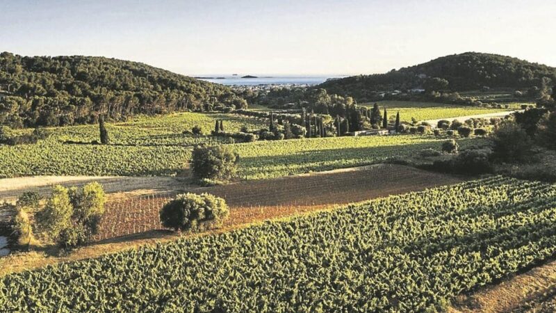 Visit the Vineyards and Discover Bandol Wines - Tour Highlights