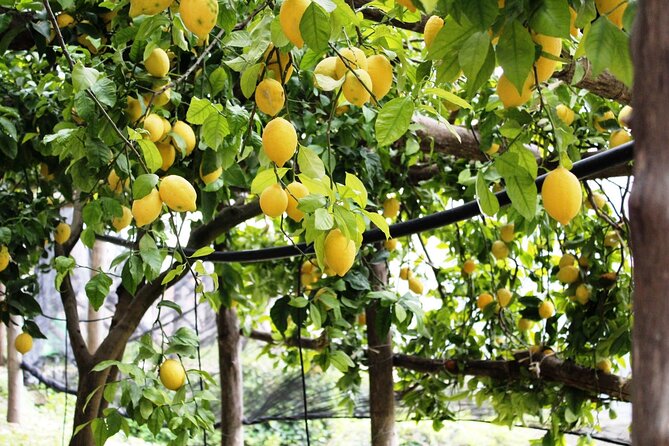 Visit to a Lemon Grove on the Amalfi Coast With Tasting - Discovering the Amalfi Lemons