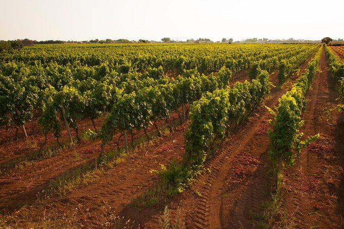 Visit to a Winery in Salento With Wine Tasting and Light Lunch. From Lecce - Winery Visit and Wine Tastings
