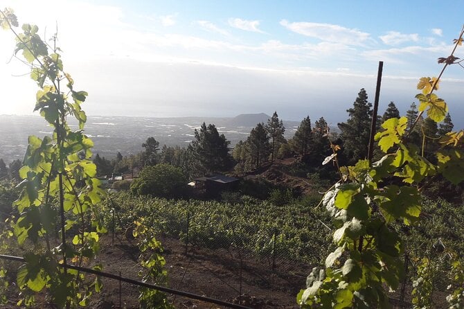 Visit to Arafo Mountain Vineyard and Organic Wine Tasting - Accessibility and Booking