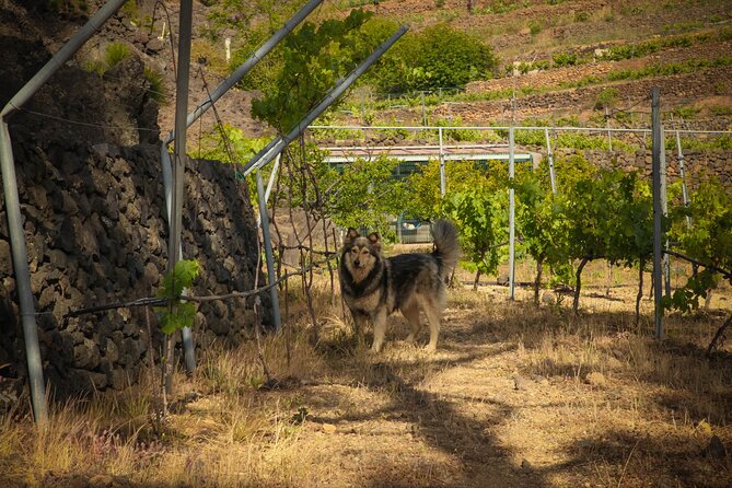 Visit to Arafo Mountain Vineyard and Organic Wine Tasting - Knowledgeable Guide and History