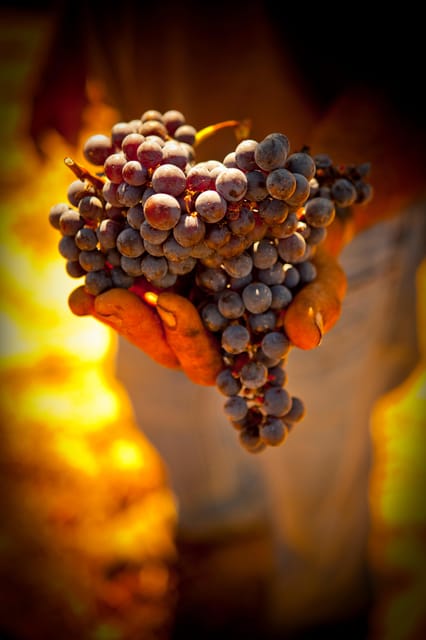 Visit to Colares Vineyards - Hélder Cunha Winemaker - Key Points