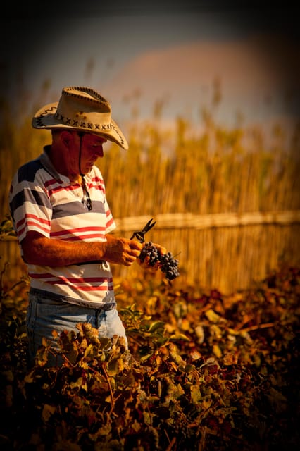 Visit to Colares Vineyards - Hélder Cunha Winemaker - Itinerary and Highlights