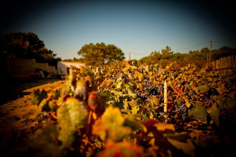 Visit to Colares Vineyards - Hélder Cunha Winemaker - Experience Details