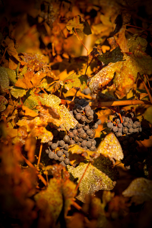 Visit to Colares Vineyards - Hélder Cunha Winemaker - Meeting Point and Information