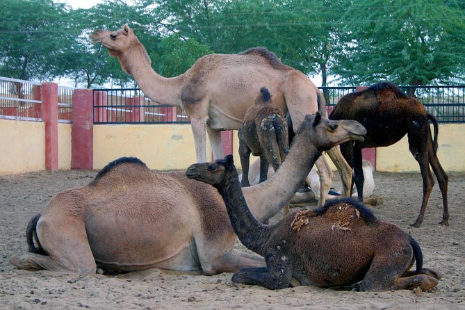 Visit to National Camel Research Center - Reviews