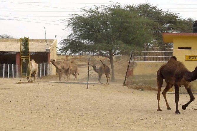 Visit to National Camel Research Center - Meeting Camels and Learning About Them