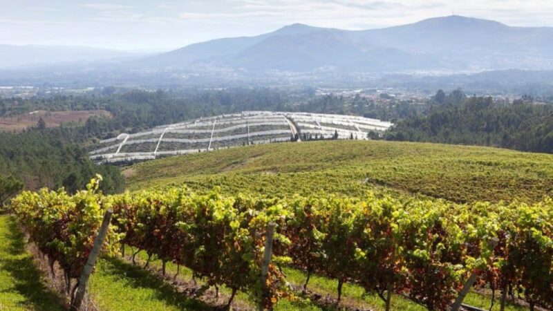 Visit to the Adegas Valmiñor Winery and Tasting - Guided Tour Highlights