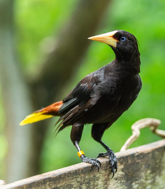 Visit to the Aviary of Cartagena + Day Trip in Baru - Amenities and Meals