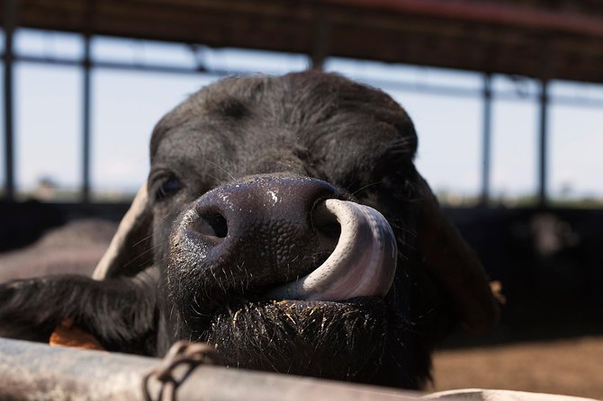 Visit to the Bufale and Dairy Farm With Cheese Tasting - Tour Details
