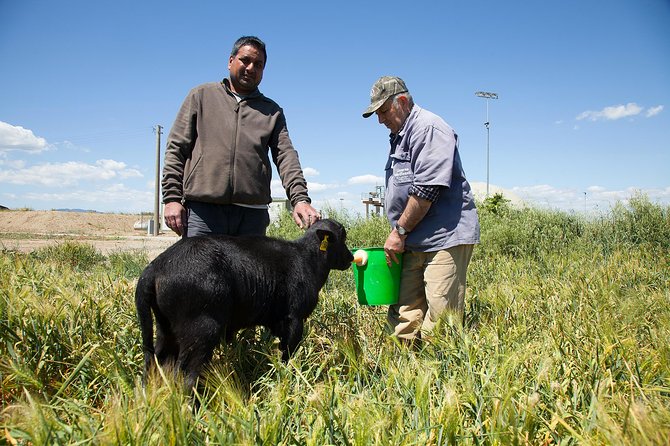 Visit to the Bufale and Dairy Farm With Cheese Tasting - Family Farm Transformation