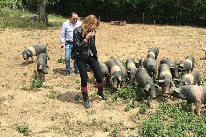 Visit to the Cinta Senese Farm in Montepulciano - Visitor Ratings and Recognition