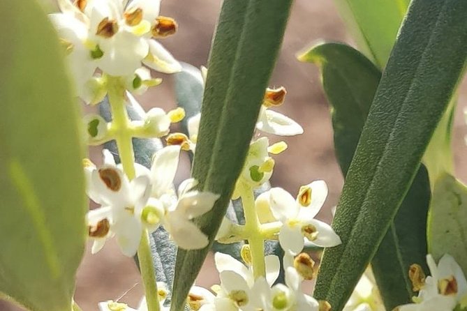Visit to the Oil Mill With EVOO Experiences in Cuenca - Meeting Point and Accessibility