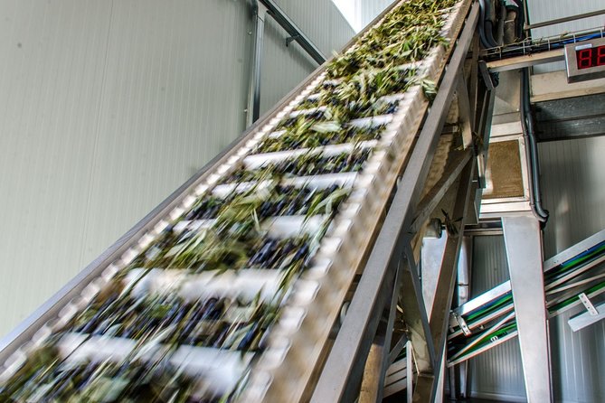 Visit to the Oil Mill With EVOO Experiences in Cuenca - Getting to the Oil Mill