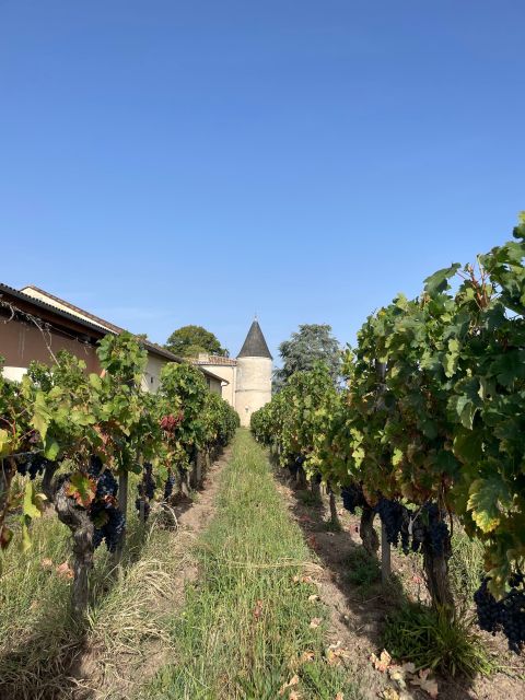 Visit to the Property and Wine/Cheese Pairing Workshop - Red Wine Tasting From Saint-Emilion