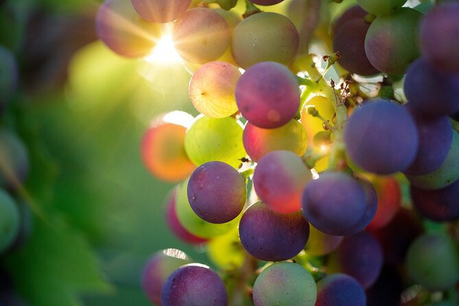 Visit to the Winery With Wine Tasting and Appetizers in Navarra - Booking Information