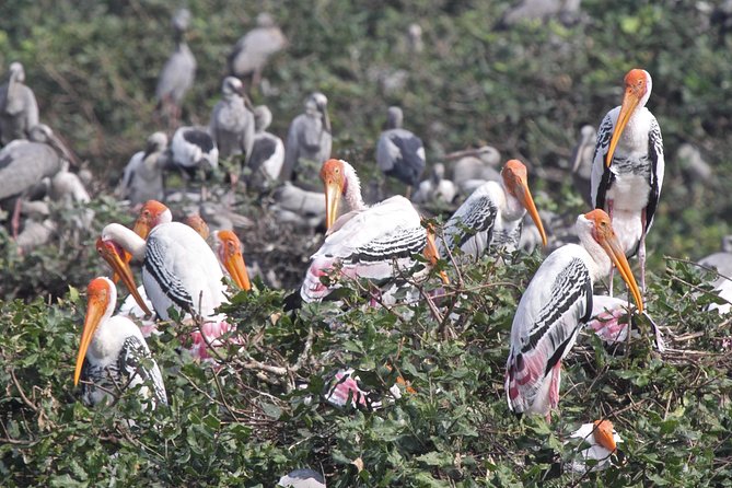 Visit to Vedanthangal Bird Sanctuary From Chennai - Good To Know