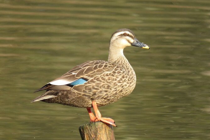Visit to Vedanthangal Bird Sanctuary From Chennai - Highlights of the Bird Sanctuary