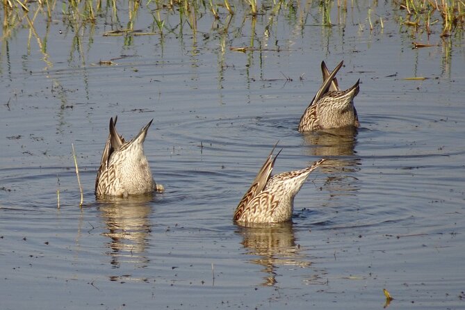 Visit to Vedanthangal Bird Sanctuary From Chennai - Pricing and Cancellation Policy