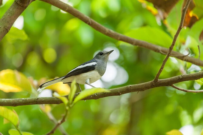 Visit to Vedanthangal Bird Sanctuary From Chennai - Testimonials and Reviews