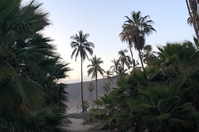 Visit Todos Santos Magic Town - Discover Vibrant History and Culture