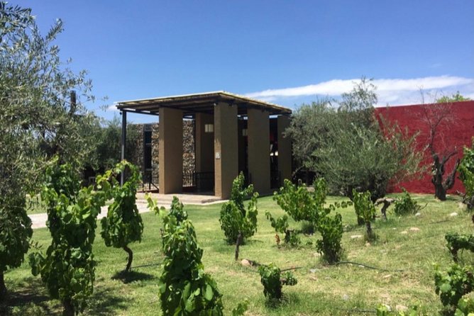 Visit Trapiche+Lunch El Enemigo (Michelin). Private Transfer - Guest Reviews and Highlights