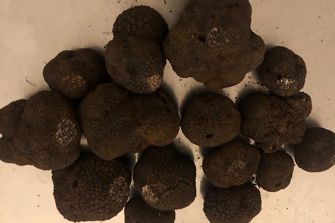 Visit Truffle Fields and Hunt With a Dog in All Seasons. - Pricing and Discounts