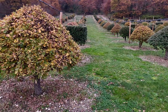 Visit Truffle Fields and Hunt With a Dog in All Seasons. - Truffle Hunting Experience
