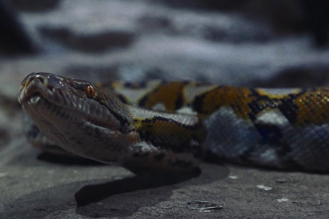 Visite the Crocodiles Park and Botanic Garden - Transportation and Pickup